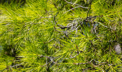 Close up of a pine tree, background.