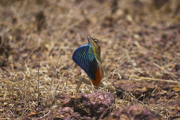 Fan throated Lizard, Sitana sp., Family: Agamidae Satara, Maharashtra, India