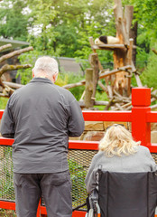 Obraz premium Starsi goście zoo obserwują wielką pandę śpiącą na drzewie