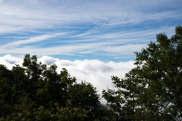 Fototapeta na wymiar 木立の中から雲海