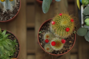 Varios kind of cactus flower in pot 