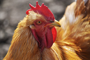 Head cock close up