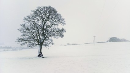 Tree in a snow stom