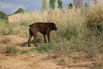 chien molosse dans la nature : cané corso