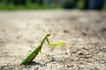 mantis crawling on a dirt road in the midday sun