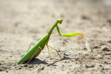 mantis crawling on a dirt road in the midday sun