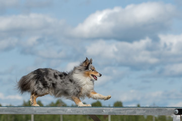 Shetland Sheepdog is running on the boom in agility competition