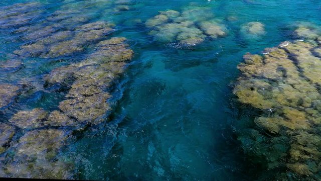 Tropical coral reef on Upolu, Samoa Islands, perfect for snorkling