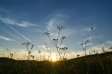 Meadow flowers in the sunset. Slovakia