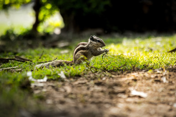 Squirrel is having Breakfast