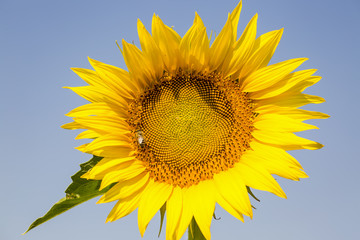 Naklejka premium Sunflower field