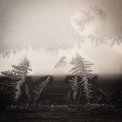 Winter Season Fantasy World Theme Concept: Macro Image Of Colorful Light Frosty Window Glass...