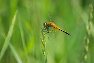 Closeup of A Dragonfly, Blurred Green Meadow Background, Bright Sunny Summer Day