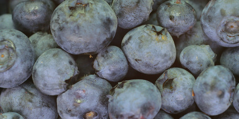 blueberries close-up. On the plate is a black blueberry as a background