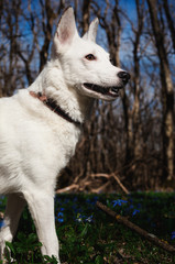 White dog in a forest