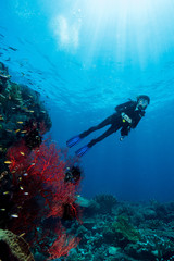 woman diver underwater over a colorful tropical reef with sea fan, coral and sponge in Rajat Ampat, Indonesia