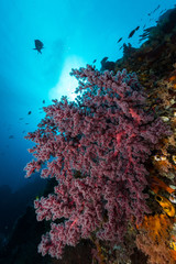 Fototapeta na wymiar sea fan or gorgonian on the slope of a coral reef with visible water surface and fish and woman diver