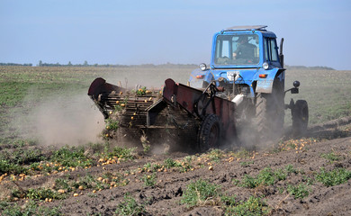 On the farm's field the tractor digs potatoes