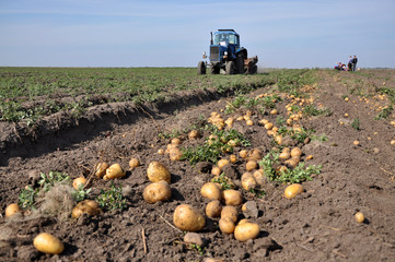 On the farm's field the tractor digs potatoes