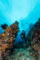 Naklejka na ściany i meble woman diver underwater over a colorful tropical reef with sea fan, coral and sponge in Rajat Ampat, Indonesia
