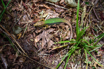 Small green lizard in the foliage