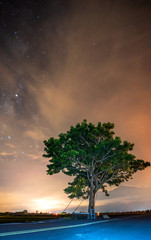 Fototapeta na wymiar Takeshi Kaneshiro tree at Brown Avenue with beautiful paddy field, Chishang, Taitung, Taiwan. Night view.