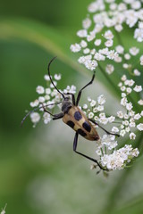 Käfer auf Entdeckungstour