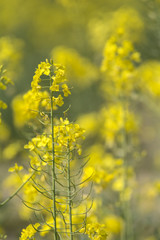 a canola field