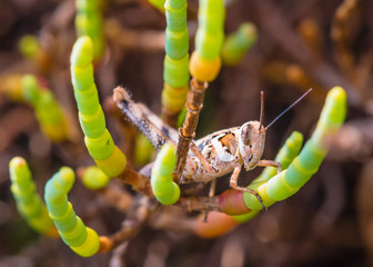 Grasshopper among the bushes