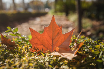 Autumn leaf and blurry background