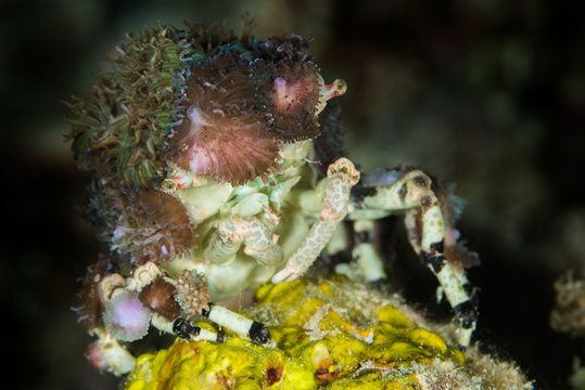 corallimorph decorator crab