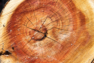 The background of a wooden saw