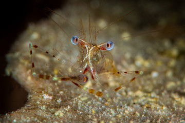 undetermined comensal shrimp feeding
