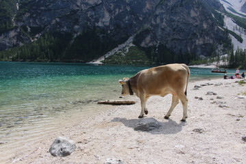 Kuh trinkt am Bergsee