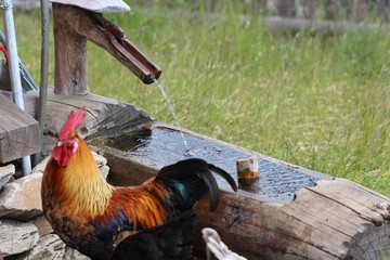 Hahn am Brunnen