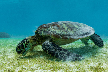 Hawksbill sea turtle feeding on sea weed grass in shallow water