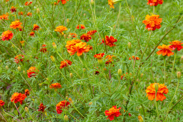 Flower field, orange yellow on a green background is marigolds