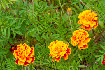 These four yellow-orange flowers of marigold are located in an arc