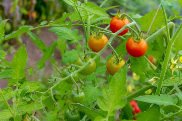 Bunch of cherry tomatoes, some of these balls are red, others are orange, and others are green. Thus, we can say that they are at different stages of maturation