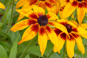 How many petals are there in this beautiful yellow flower? maybe eight?