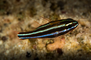 Obraz na płótnie Canvas blackstripe cardinalfish fish