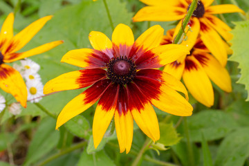 You think it's the sun? No, you're wrong-it's a flower, but it's gorgeous!