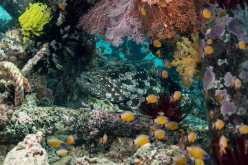 Naklejka na ściany i meble malabar grouper fish under a pier