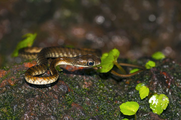 Large Eyed Bronzeback Snake, Dendrelaphis grandoculis. Agumbe, Karnataka, India