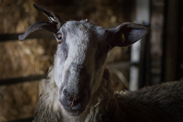 Blue Faced Leicester Sheep