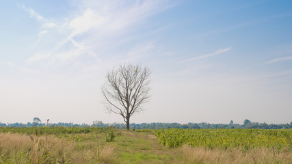 Lonely tree in the sunflower field