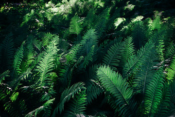 Fototapeta na wymiar A group of fern leaves in the sun.