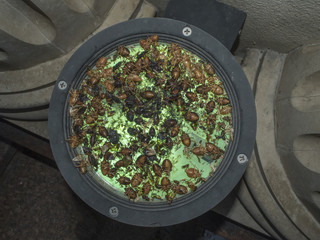 Obraz na płótnie Canvas Beetle stinker on the lamp with green backlight