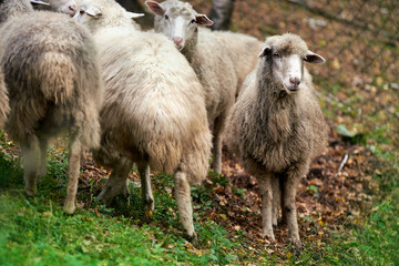 Sheep muzzle outdoors. Standing and staring breeding agriculture animal