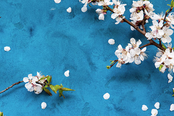 White apricot spring flowers on the grunge dark blue background with copyspace. Seasonal and greeting concept.